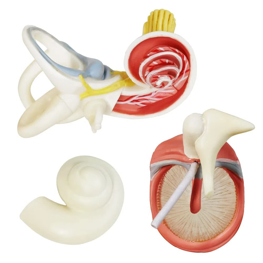 EVOTECH SCIENTIFIC Modèle anatomique de l'oreille humaine en 4 parties, modèle anatomique agrandi 3 fois pour l'enseignement de l'anatomie médicale et de la physiologie avec socle