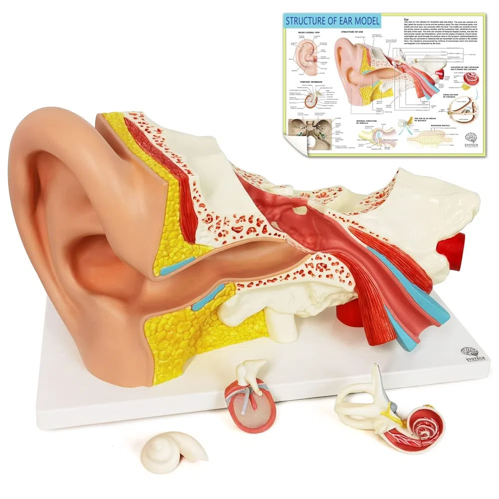 EVOTECH SCIENTIFIC Modèle anatomique de l'oreille humaine en 4 parties, modèle anatomique agrandi 3 fois pour l'enseignement de l'anatomie médicale et de la physiologie avec socle