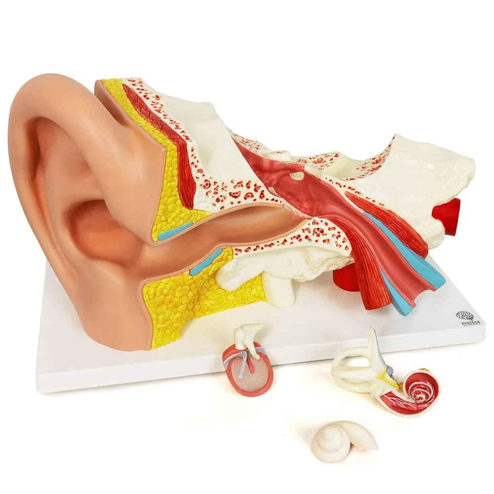 EVOTECH SCIENTIFIC Modèle anatomique de l'oreille humaine en 4 parties, modèle anatomique agrandi 3 fois pour l'enseignement de l'anatomie médicale et de la physiologie avec socle