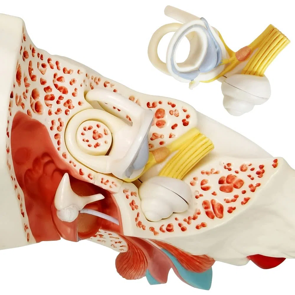 EVOTECH SCIENTIFIC Modèle anatomique de l'oreille humaine en 4 parties, modèle anatomique agrandi 3 fois pour l'enseignement de l'anatomie médicale et de la physiologie avec socle