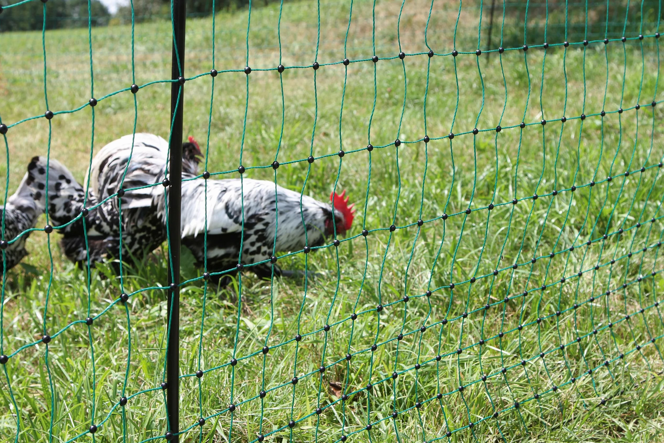 Kerbl Hobbyfarming PoultryNet, 106 cm, 50 m, Filet pour volailles, Filet de clôture, impuissant, Simple Pointe, Vert, 15 piquets, Poules, oies, dindes, Garantie 3 Ans Contre Les UV