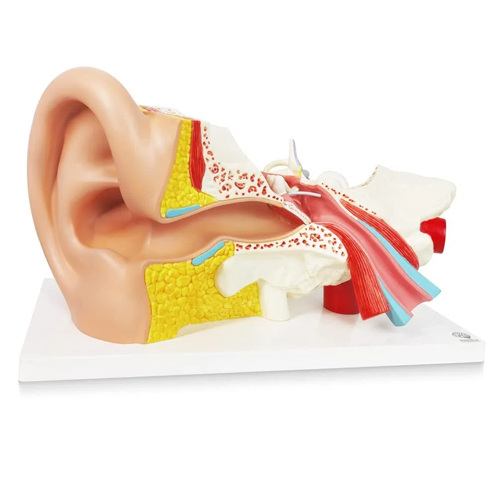 EVOTECH SCIENTIFIC Modèle anatomique de l'oreille humaine en 4 parties, modèle anatomique agrandi 3 fois pour l'enseignement de l'anatomie médicale et de la physiologie avec socle